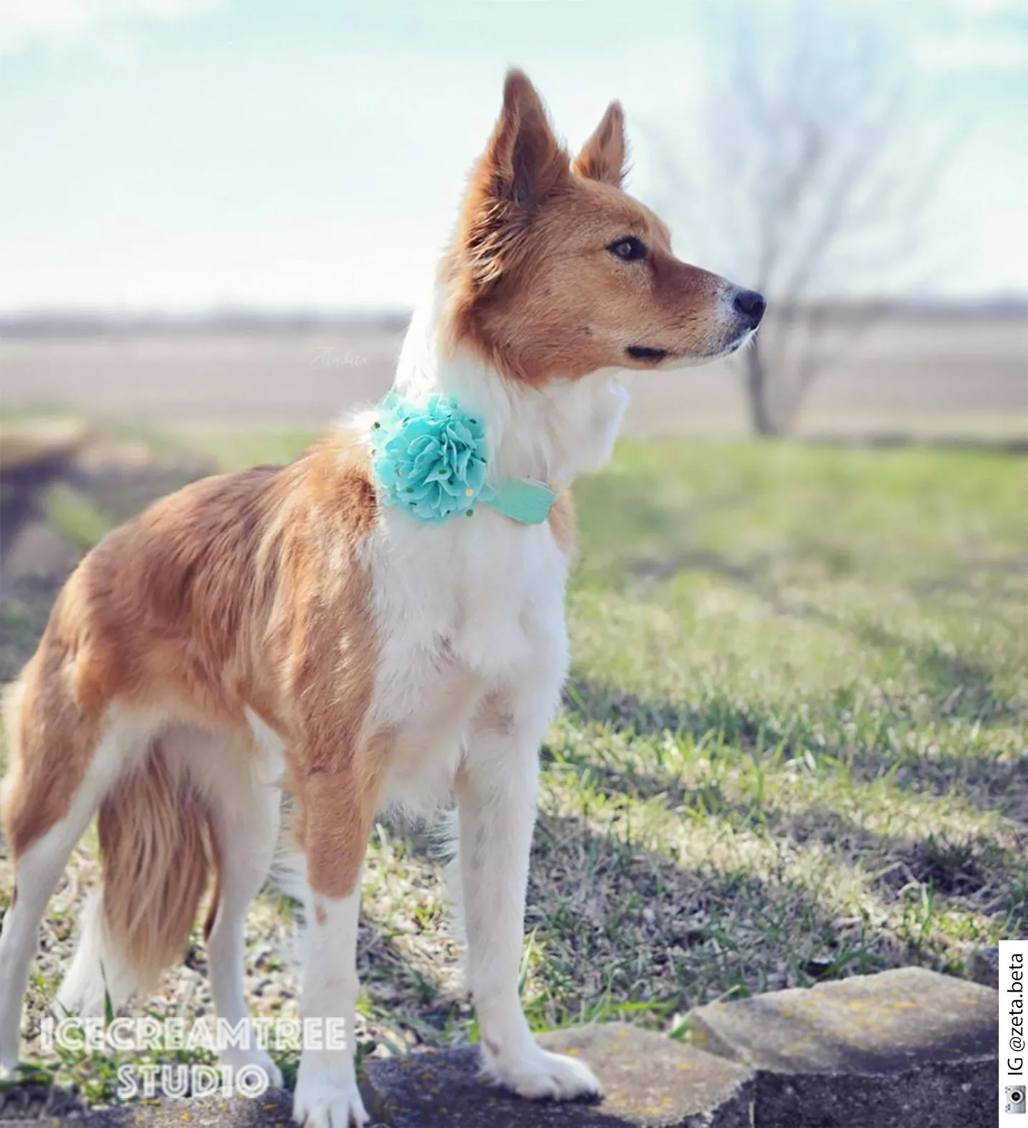 Jumbo Green Gold Dot Bloom Collar Slide On - Large Flower Collar Accessory