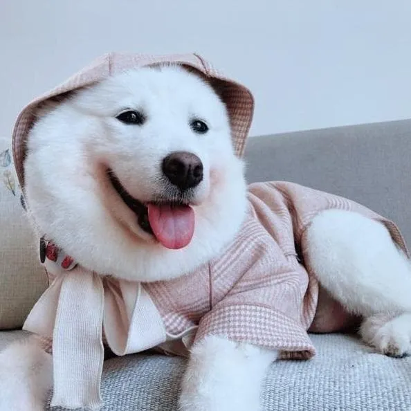 Plaid Bowtie Coat